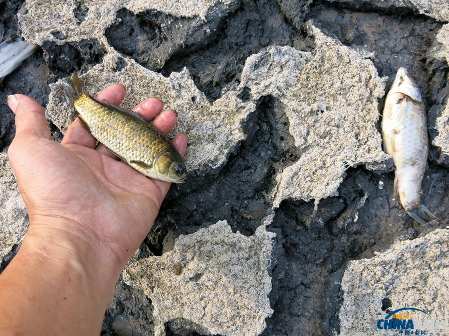 重庆：高温持续 水库干涸死鱼被烤熟