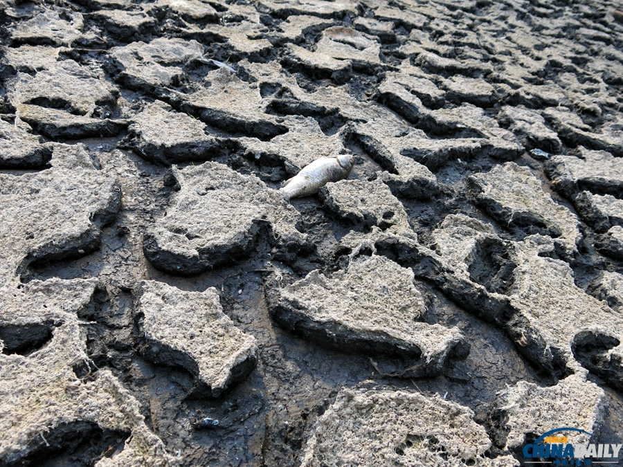 重庆：高温持续 水库干涸死鱼被烤熟