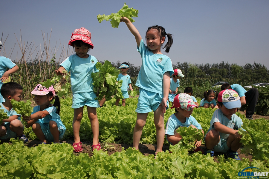 北京：幼儿园小朋友体验种植蔬菜