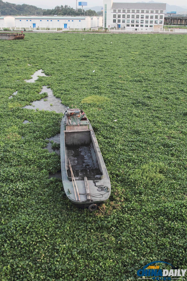 浙江绍兴：百余亩水葫芦封堵杭甬大运河