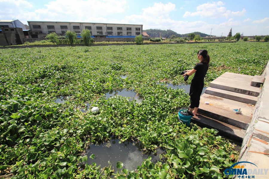 浙江绍兴：水葫芦封堵河道