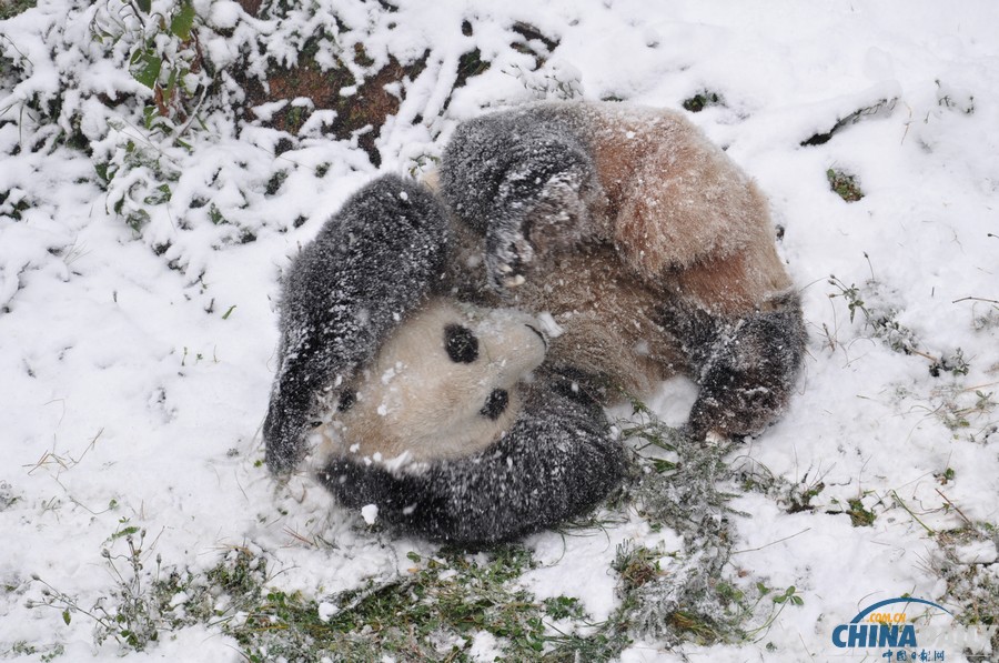 昆明连日降雪 大熊猫雪中撒欢