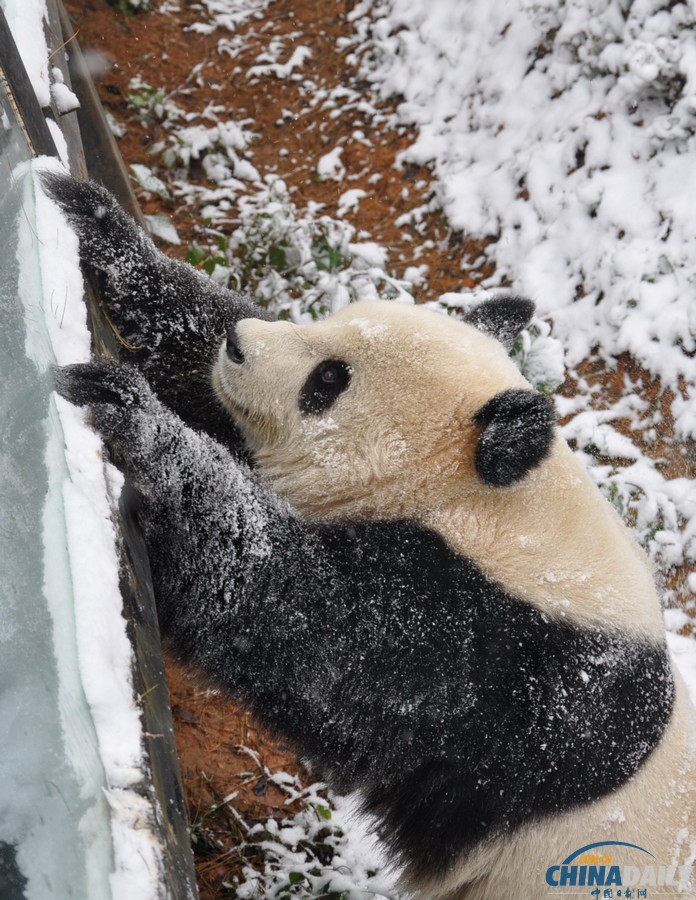 昆明连日降雪 大熊猫雪中撒欢