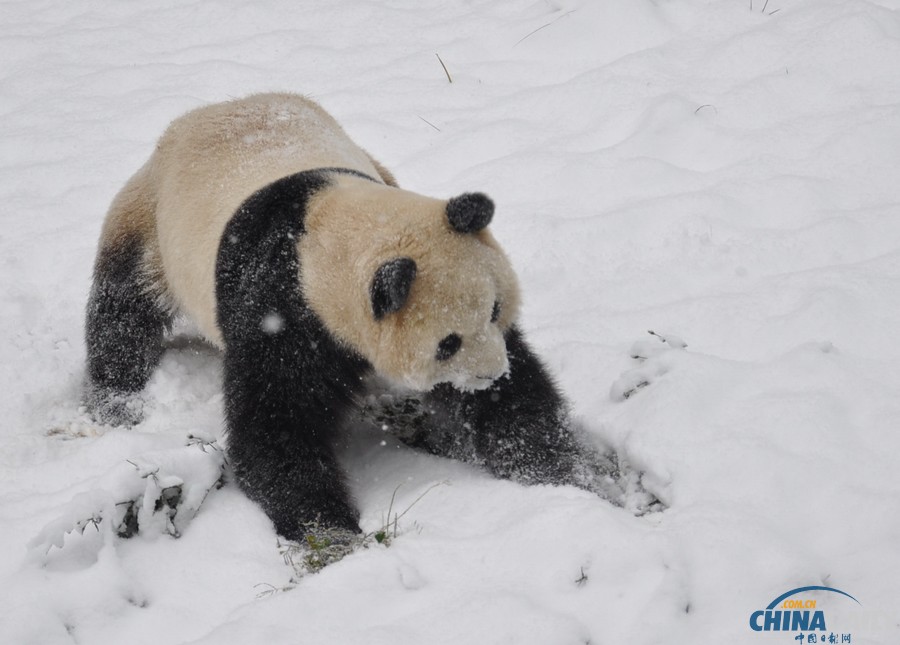 昆明连日降雪 大熊猫雪中撒欢