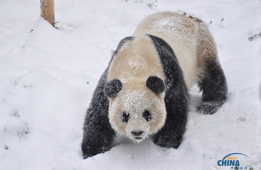 昆明连日降雪 大熊猫雪中撒欢