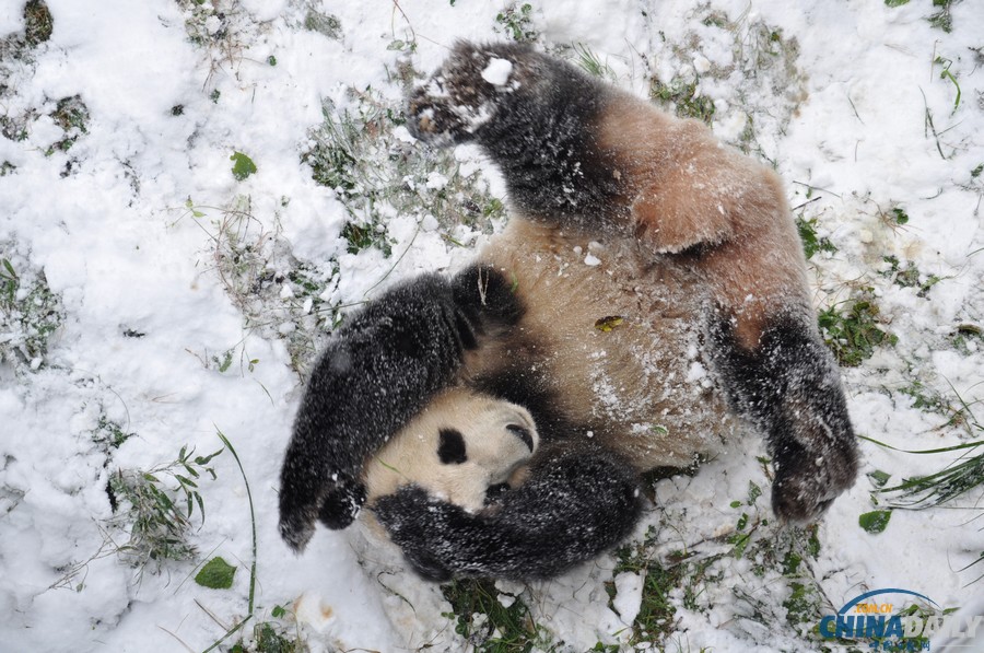 昆明连日降雪 大熊猫雪中撒欢