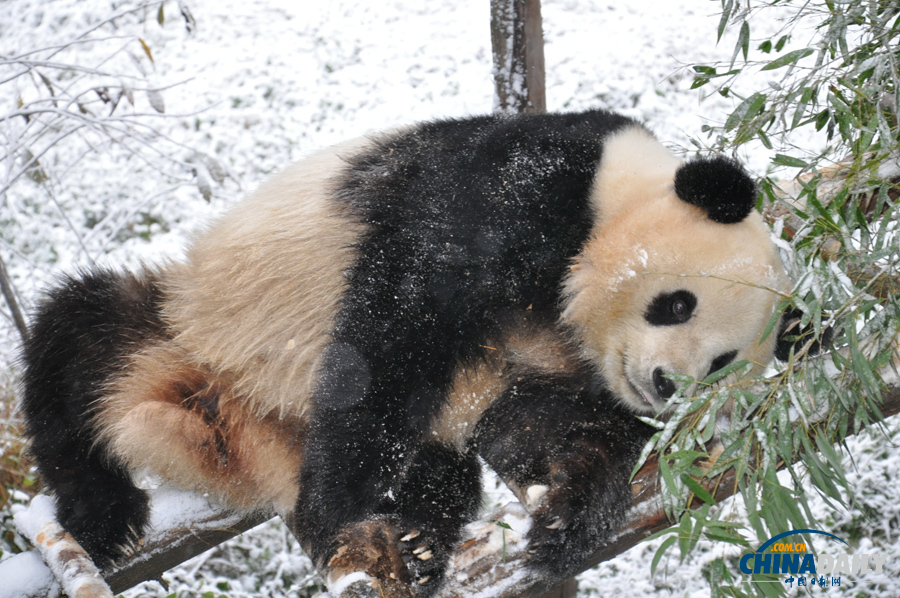 昆明连日降雪 大熊猫雪中撒欢