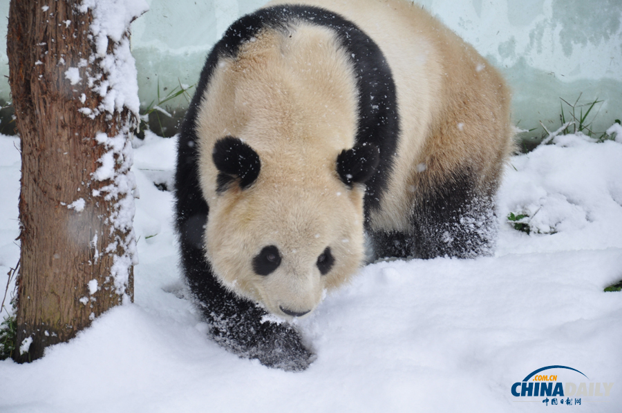 昆明连日降雪 大熊猫雪中撒欢