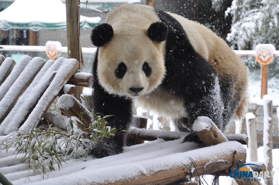 昆明连日降雪 大熊猫雪中撒欢