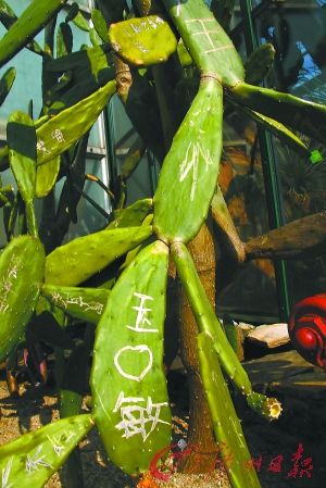 广州植物园一级保护植物被人挖回家炒菜(图)