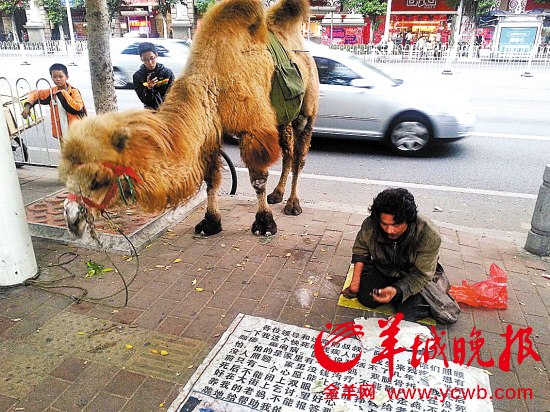 广东闹市惊现牵骆驼乞讨者 路人不给钱就打骆驼(图)