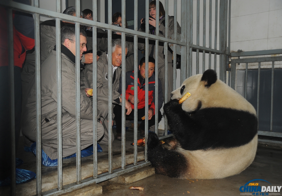 大熊猫“星徽”、“好好”启程赴比利时定居