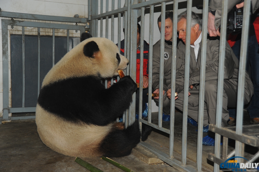 大熊猫“星徽”、“好好”启程赴比利时定居