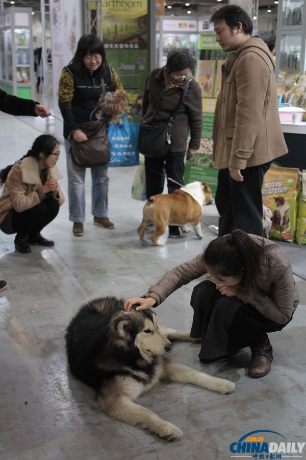 第三届上海犬博会上萌宠齐聚