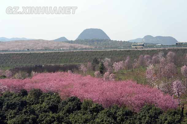 阳春三月 清镇多彩花海醉游客