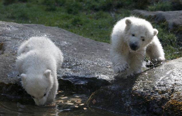 德双胞胎北极熊打滚玩闹