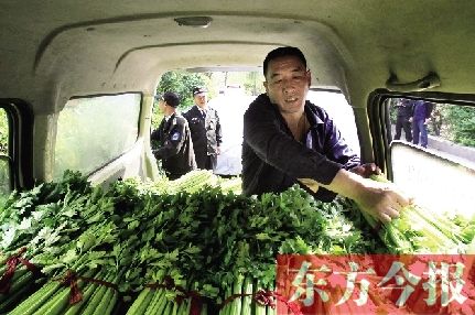 河南中牟再现菜贱伤农