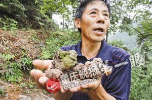 重庆綦江发现“史前巨型蚯蚓” 像蛇一样长