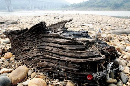 洪水退了意外惊现“植物木乃伊”阴沉木