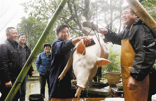 年猪“点杀”嫁接乡村旅游