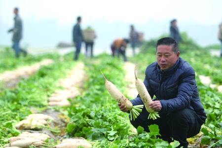 包地种菜探索农业新模式 重庆农民要把蔬菜种到非洲去