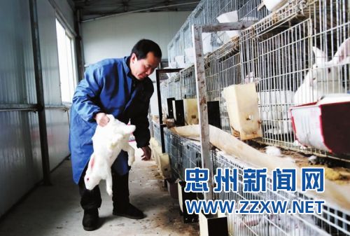 忠县肉兔养殖抱团闯市场 年出栏46万只