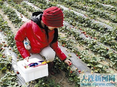 本地草莓比南方草莓甜 深红色中等个的更好吃