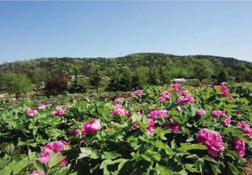 大连：6万株国花牡丹花动滨城