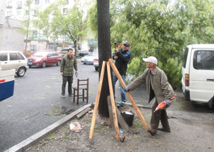 柳树随时会倒 居民动手加固