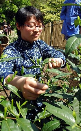 猴魁茶曾获1915年世博金奖