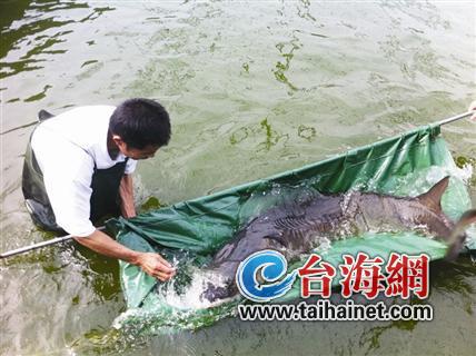 3条中华鲟落户厦门海底世界 有望春节前与市民见面