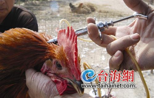 厦门活禽市场监测标本检出H7N9病毒 未现感染病例