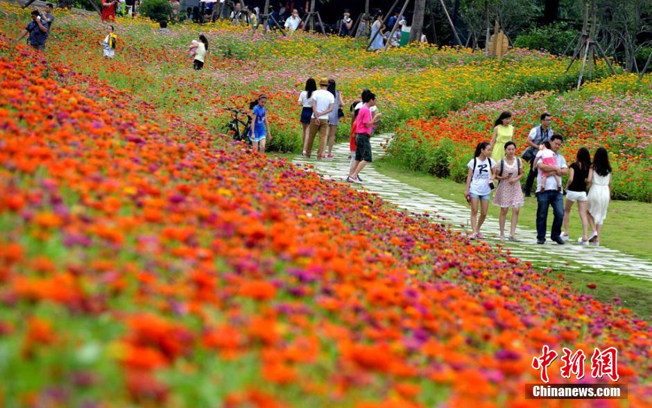 福州市民花海公园看到“花海”