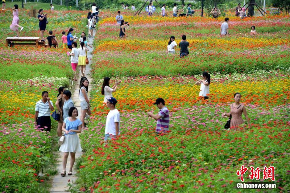 福州市民花海公园看到“花海”