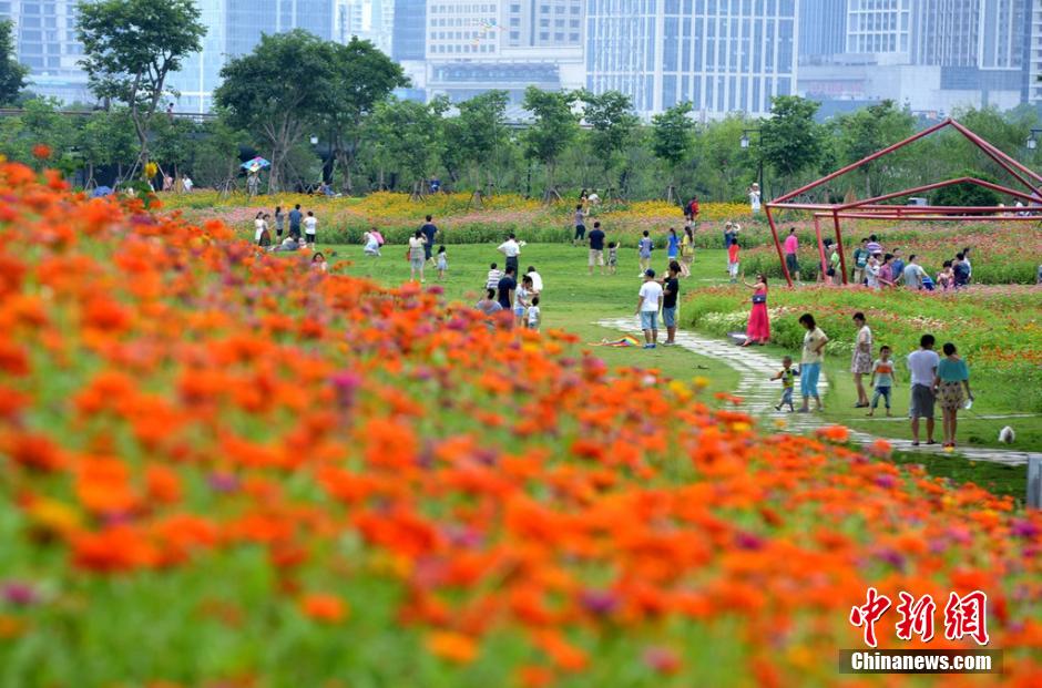 福州市民花海公园看到“花海”