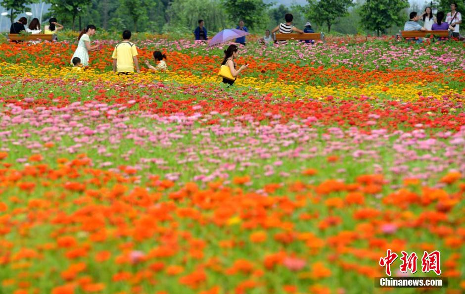 福州市民花海公园看到“花海”