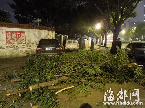 三棵大叶榕行道树 遭福州瑞城花园小区物业斧砍