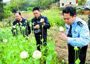 驴友意外拍到罂粟花 警方循线索入山查获