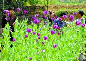 驴友意外拍到罂粟花 警方循线索入山查获