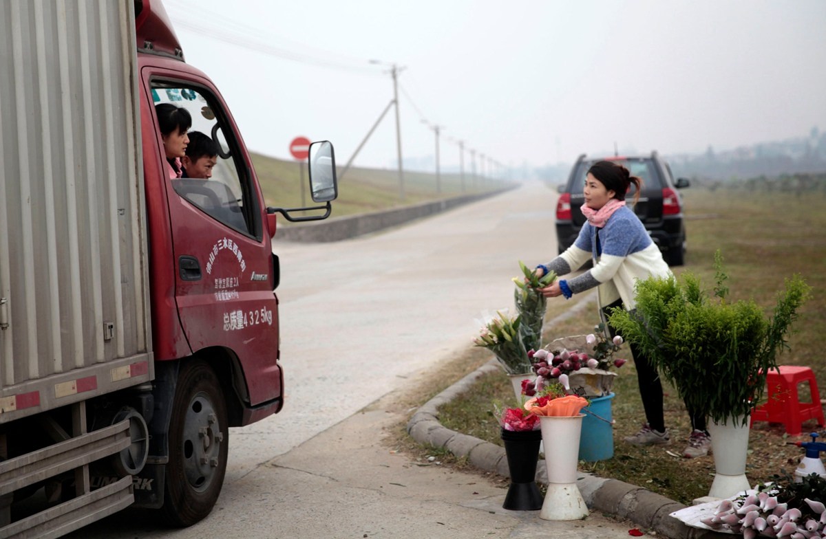 广东玫瑰花遭遇暖冬价格暴跌