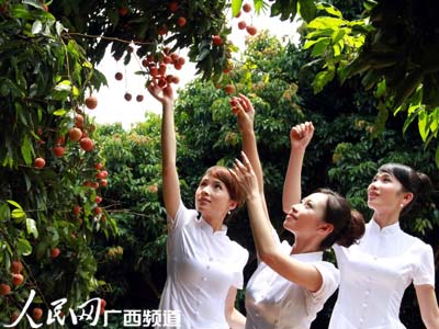广西灵山吸引近20万游客前来品尝荔枝