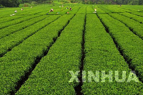 高高山上采夏茶