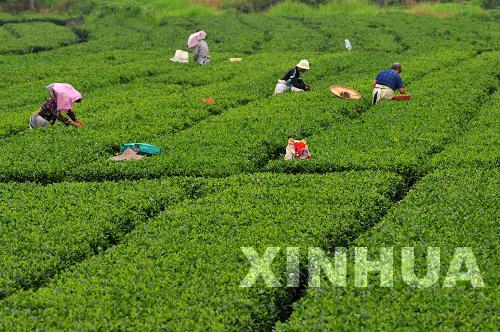 高高山上采夏茶