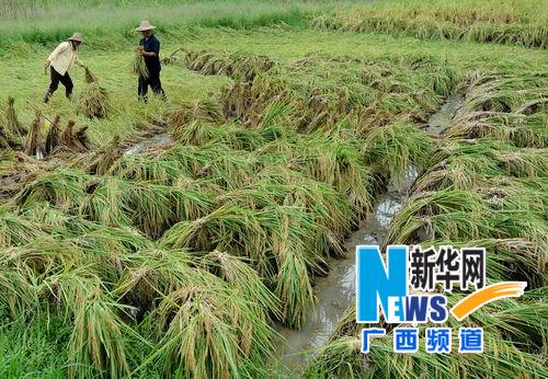 “韦森特”过后 广西农民“双抢”忙