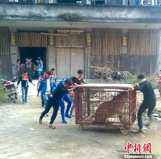 广西陆川：马戏团狮子逃出铁笼 警方紧急处置