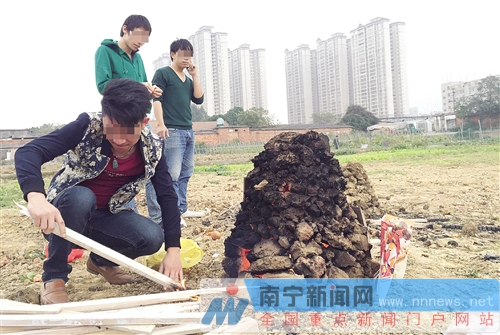 广西大学实验基地变烧烤场 一块地里红薯窑超30个