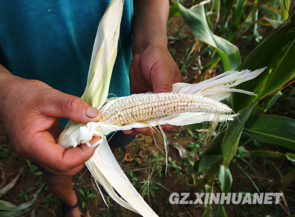 贵州旱情蔓延 重特旱县增至38个