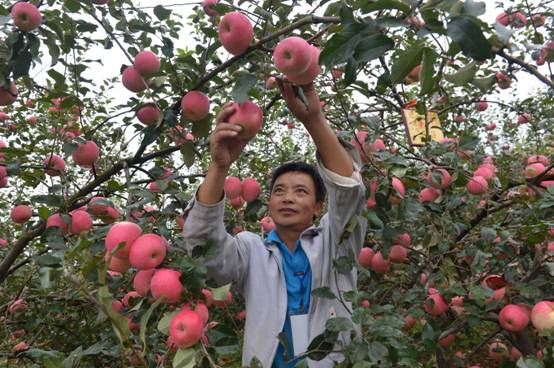 贵州长顺：南方也能种出优质苹果