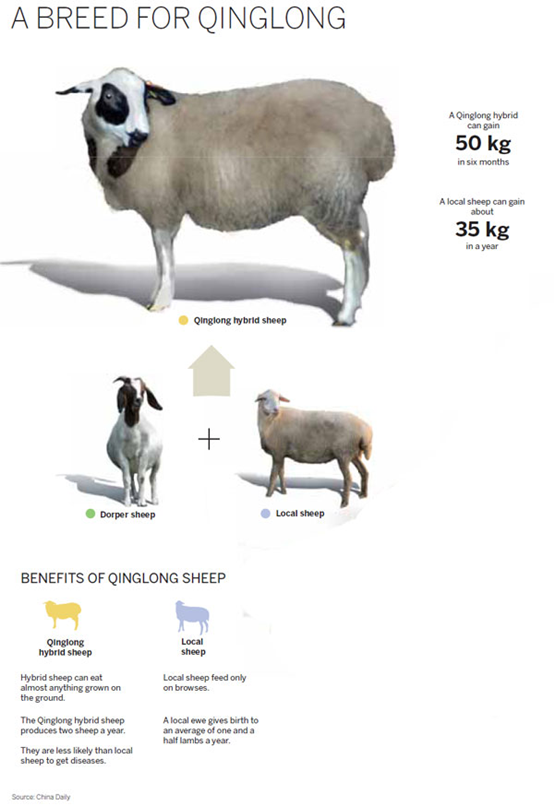 “晴隆羊”开启贵州生态畜牧发展新时代