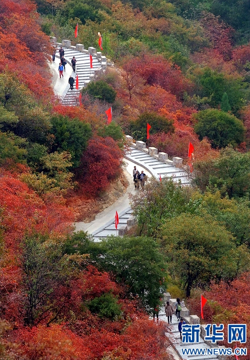 秋叶胜花人陶醉